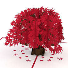 Load image into Gallery viewer, Japanese Maple